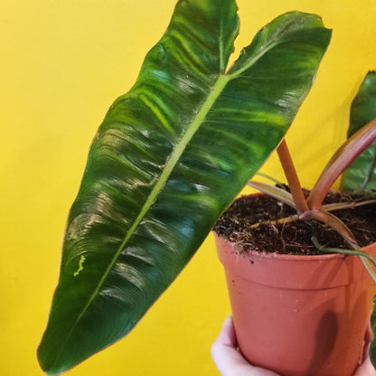 Philodendron billietiae (rare)