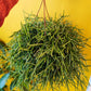 Mistletoe Cactus XL