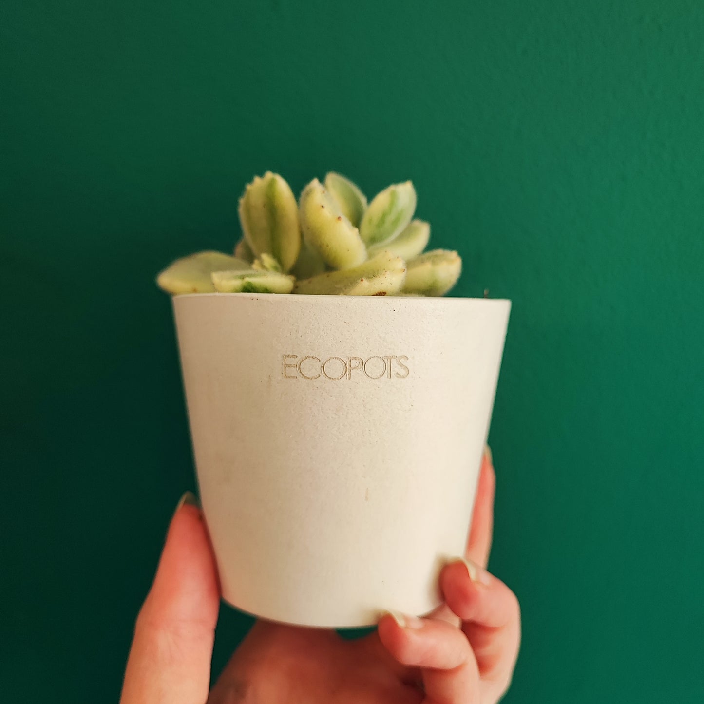 Ecopot 8cm Amsterdam