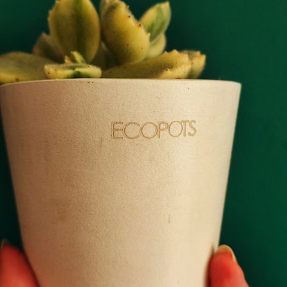 Ecopot 8cm Amsterdam