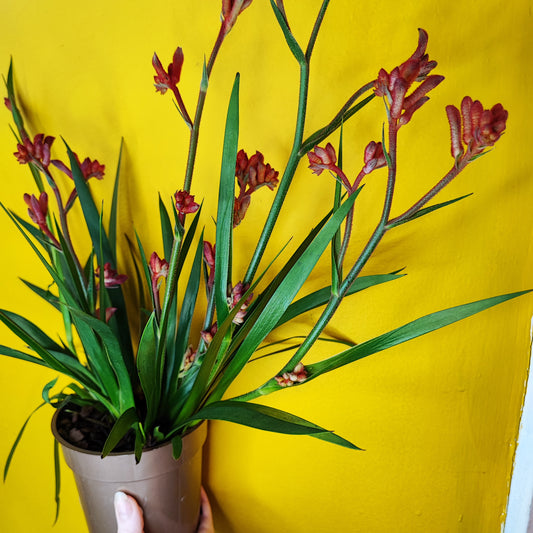 Kangaroo Paw - Medium