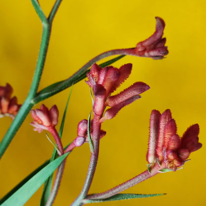 Kangaroo Paw - Medium