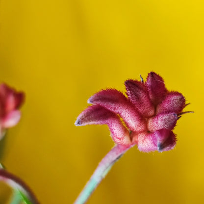 Kangaroo Paw - Medium