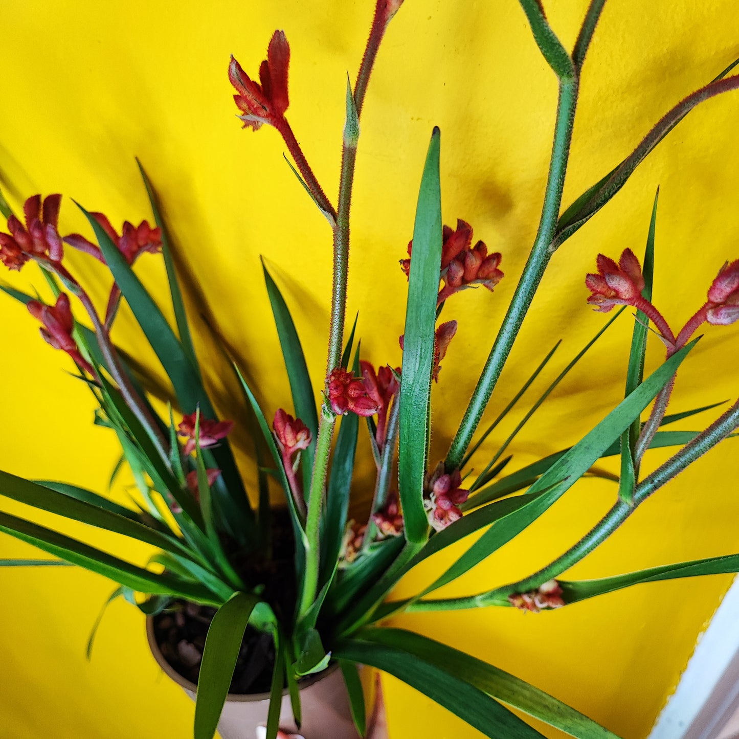 Kangaroo Paw - Medium