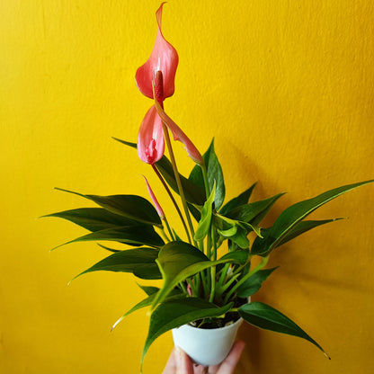 Flamingo Flower Lilli - Small