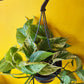 Pothos Marble Queen Large