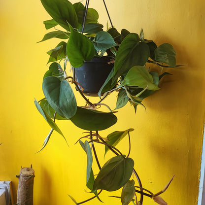 Philodendron Heartleaf - XL