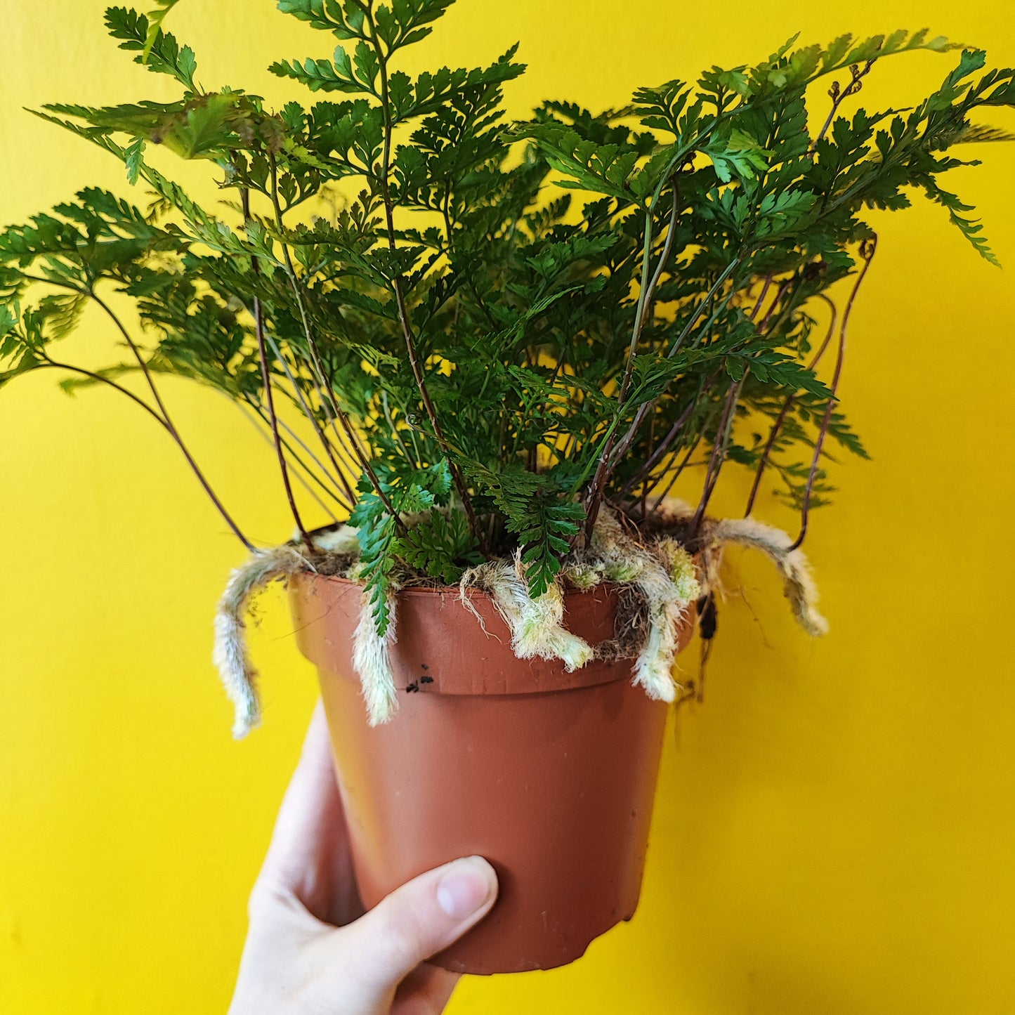 Fern Rabbits Foot - Medium