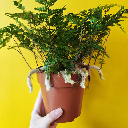Fern Rabbits Foot - Medium
