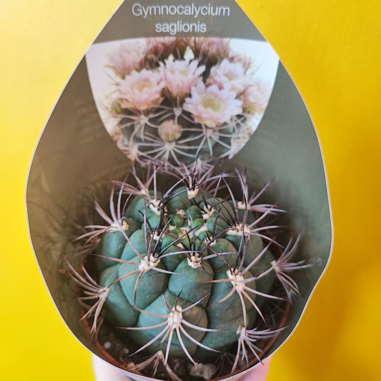 Cacti/Succulents Mix - Large