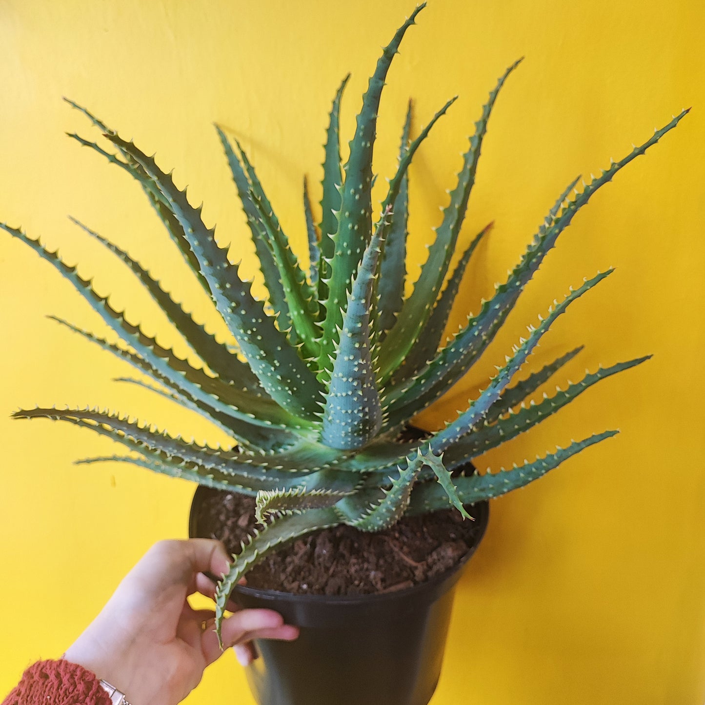 Aloe Tree/Candelabra - Large