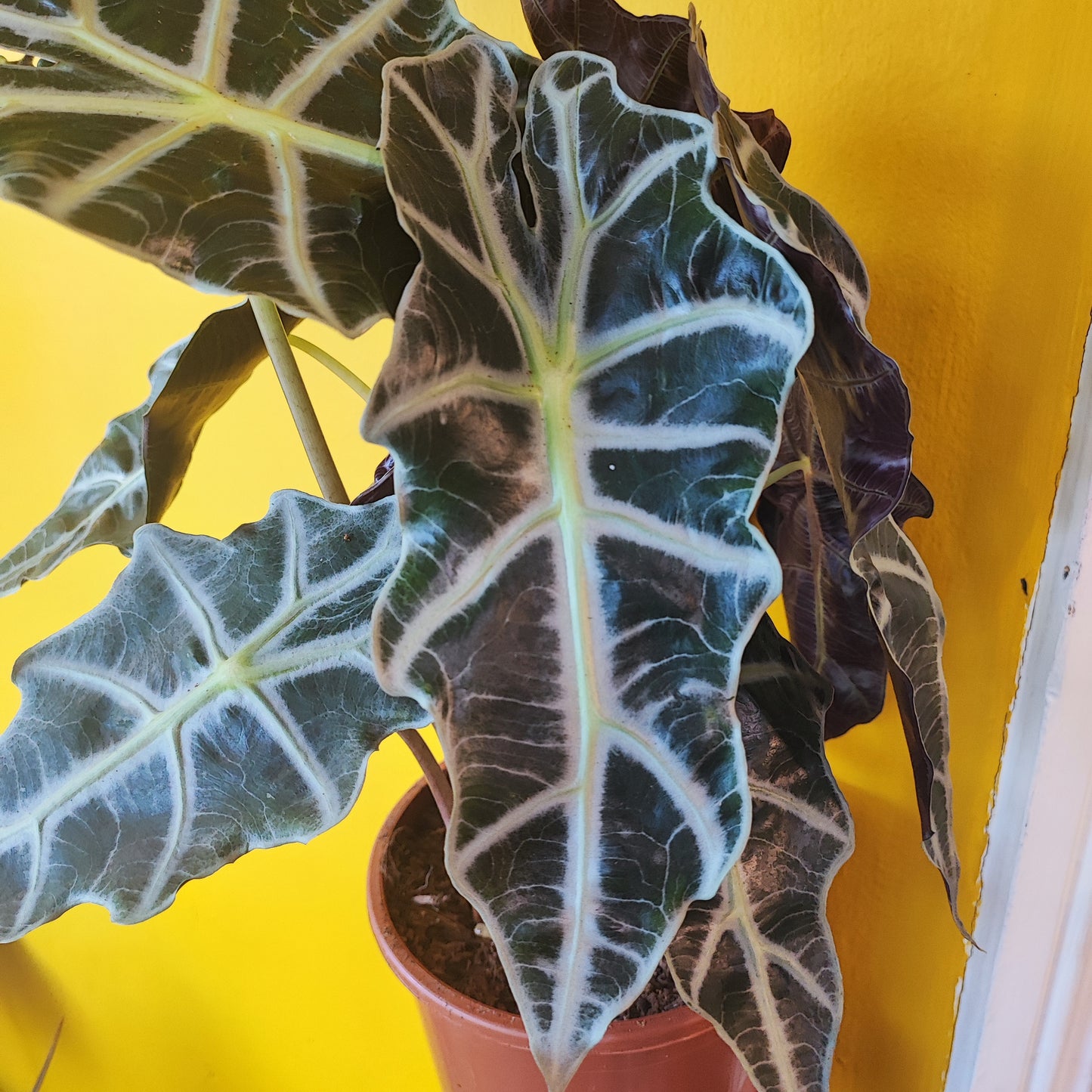 Alocasia Polly