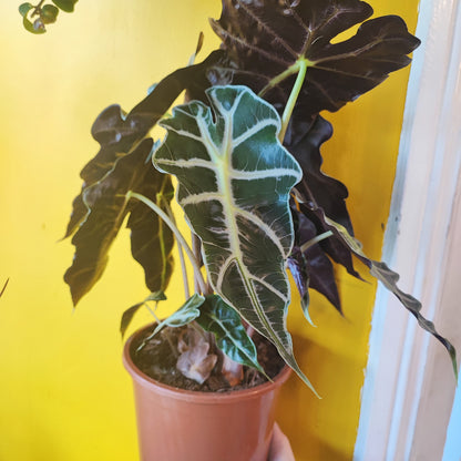 Alocasia Polly