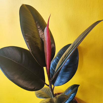 Rubber Tree "Abidjan"