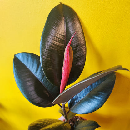 Rubber Tree "Abidjan"