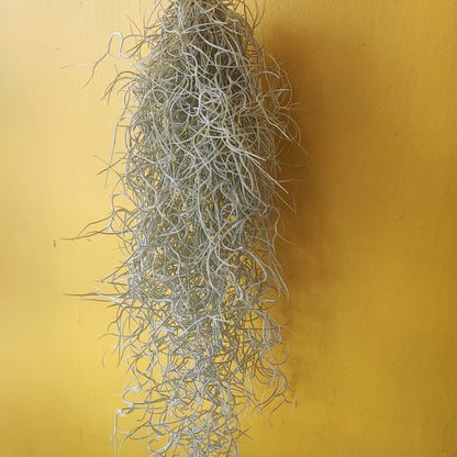 Airplant Spanish Moss