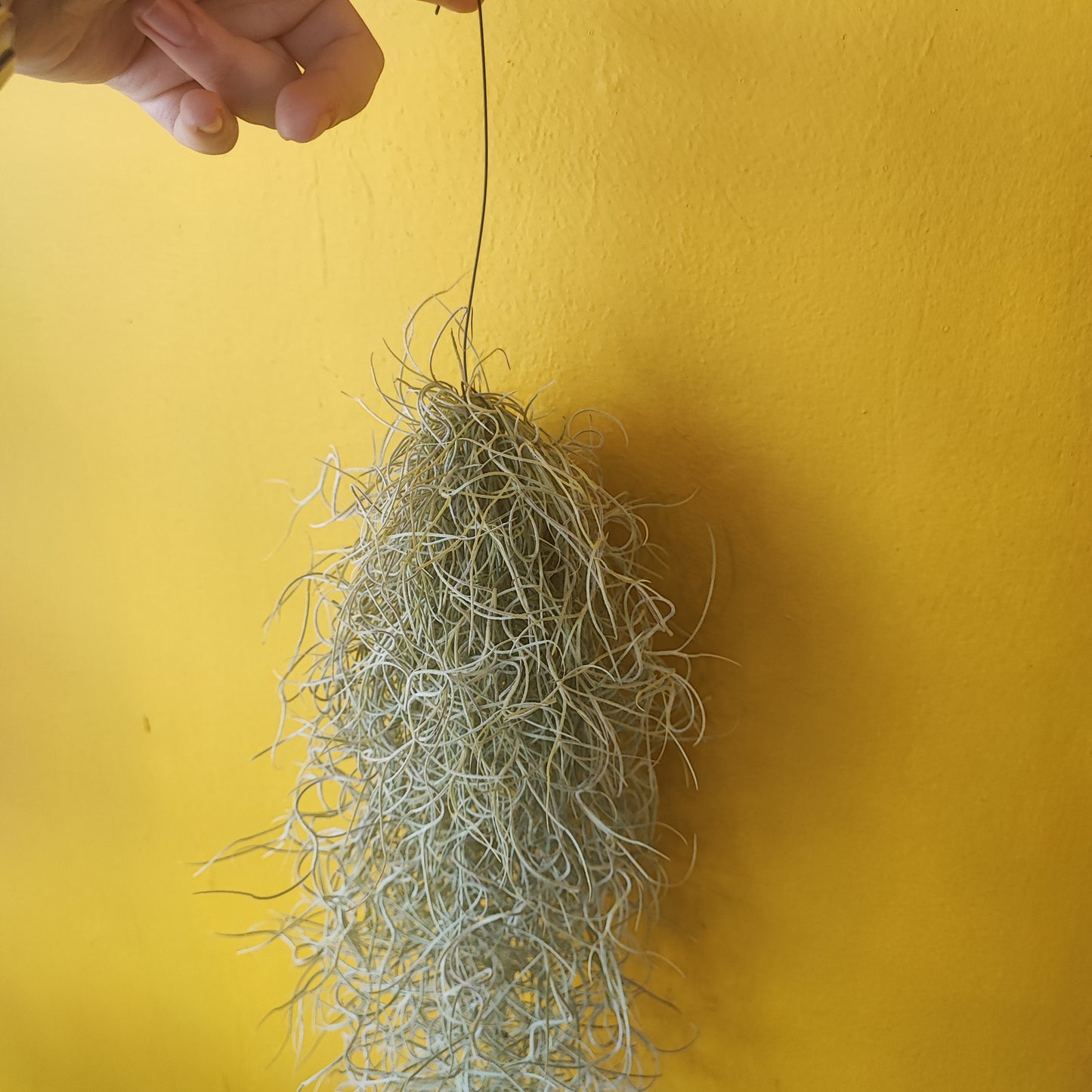 Airplant Spanish Moss