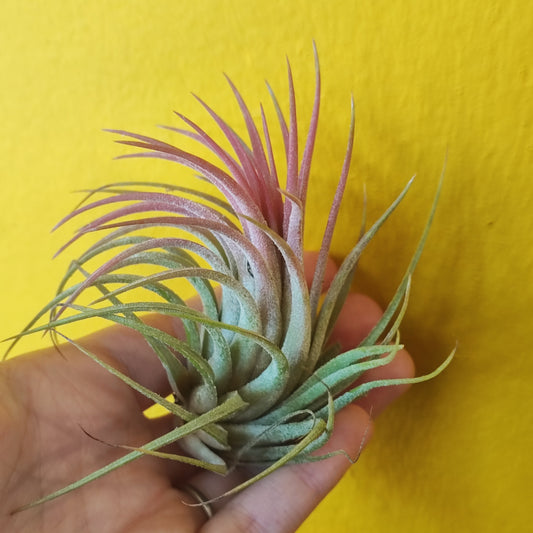 Airplant Rubra