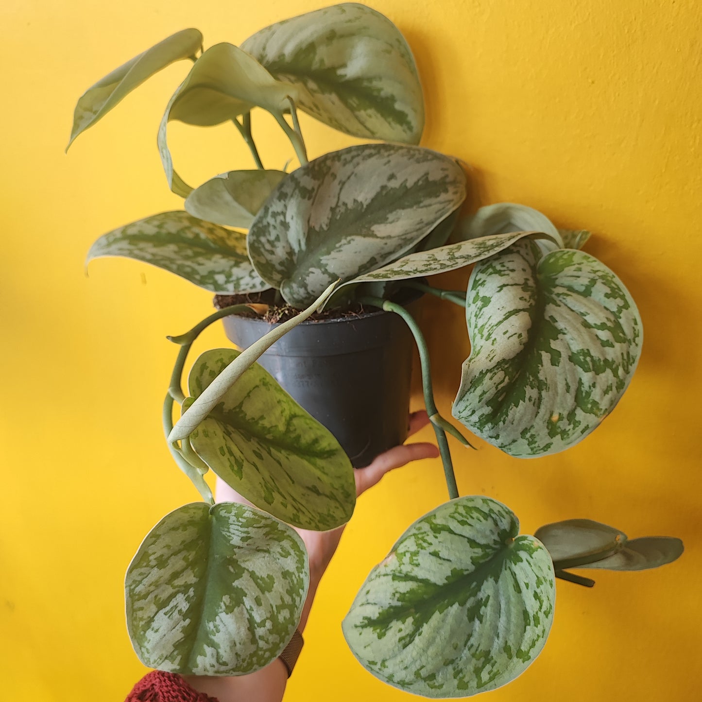 Satin Pothos 'Trebie'