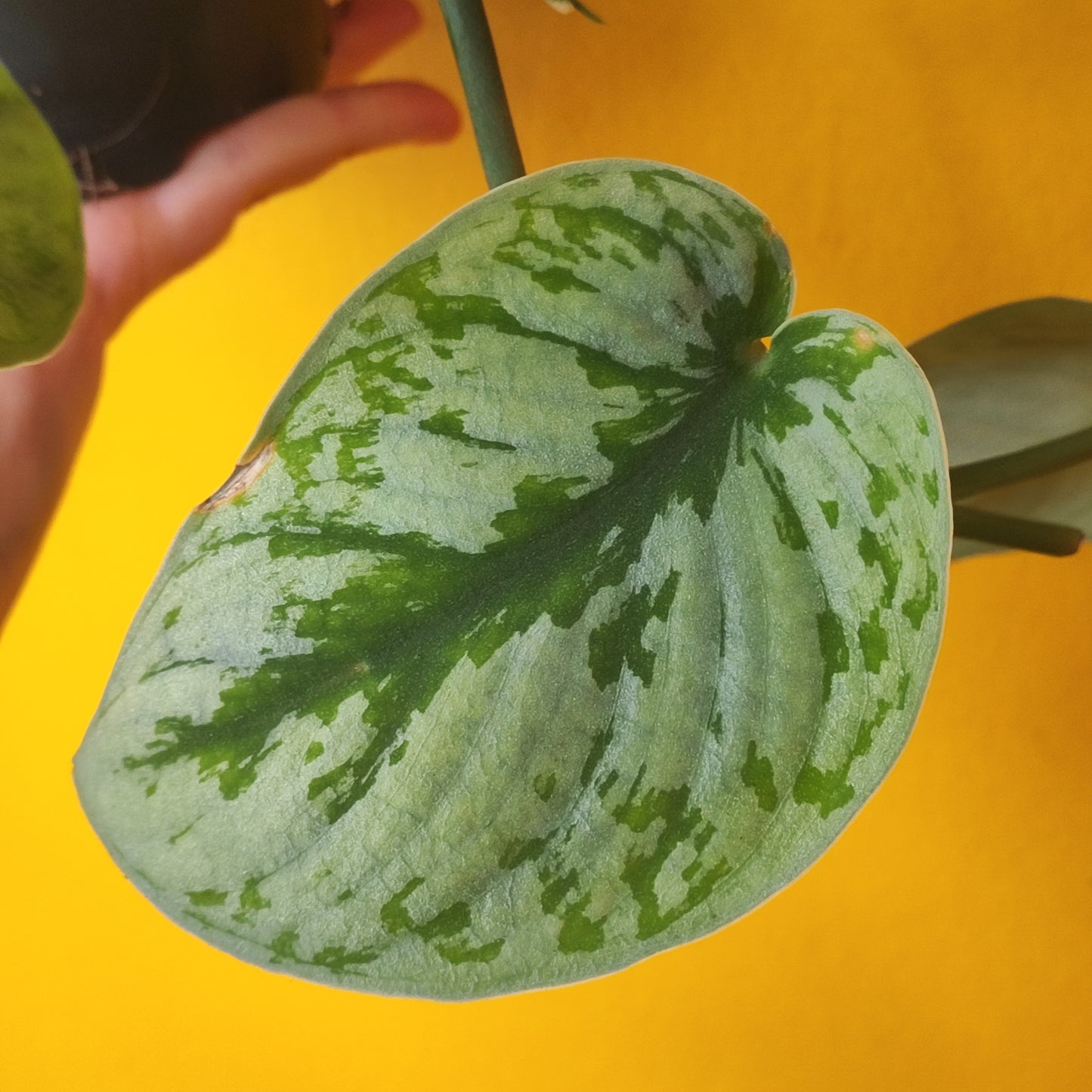 Satin Pothos 'Trebie'