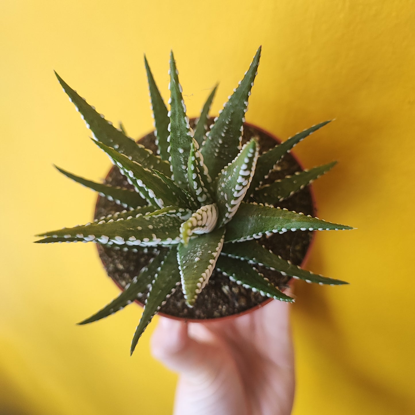 Zebra Cactus - medium