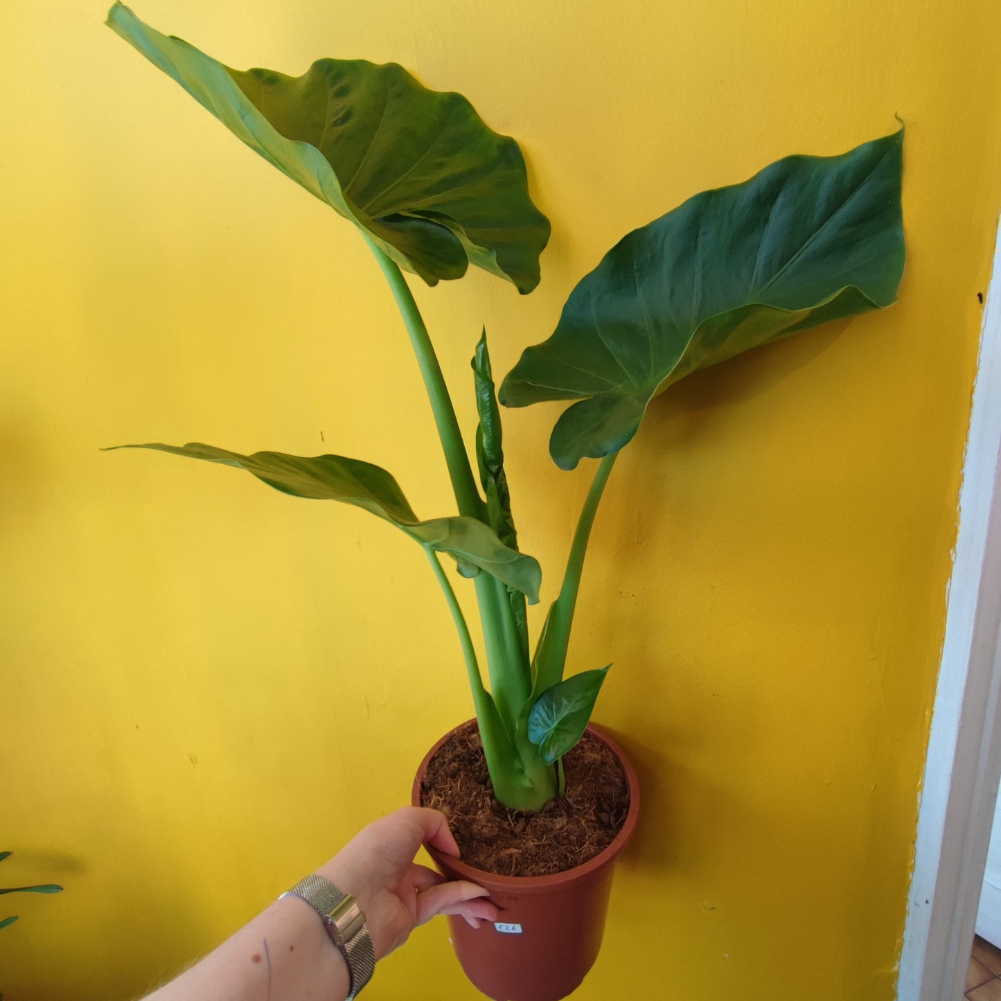 Alocasia macrorrhizos