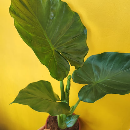 Alocasia macrorrhizos