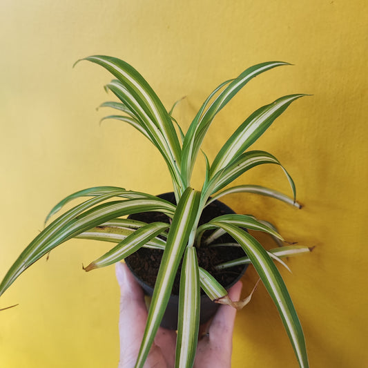 Spider Plant Pups in new soil