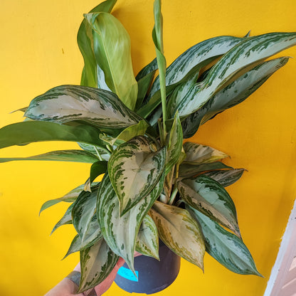 Chinese Evergreen Silver Bay - Large