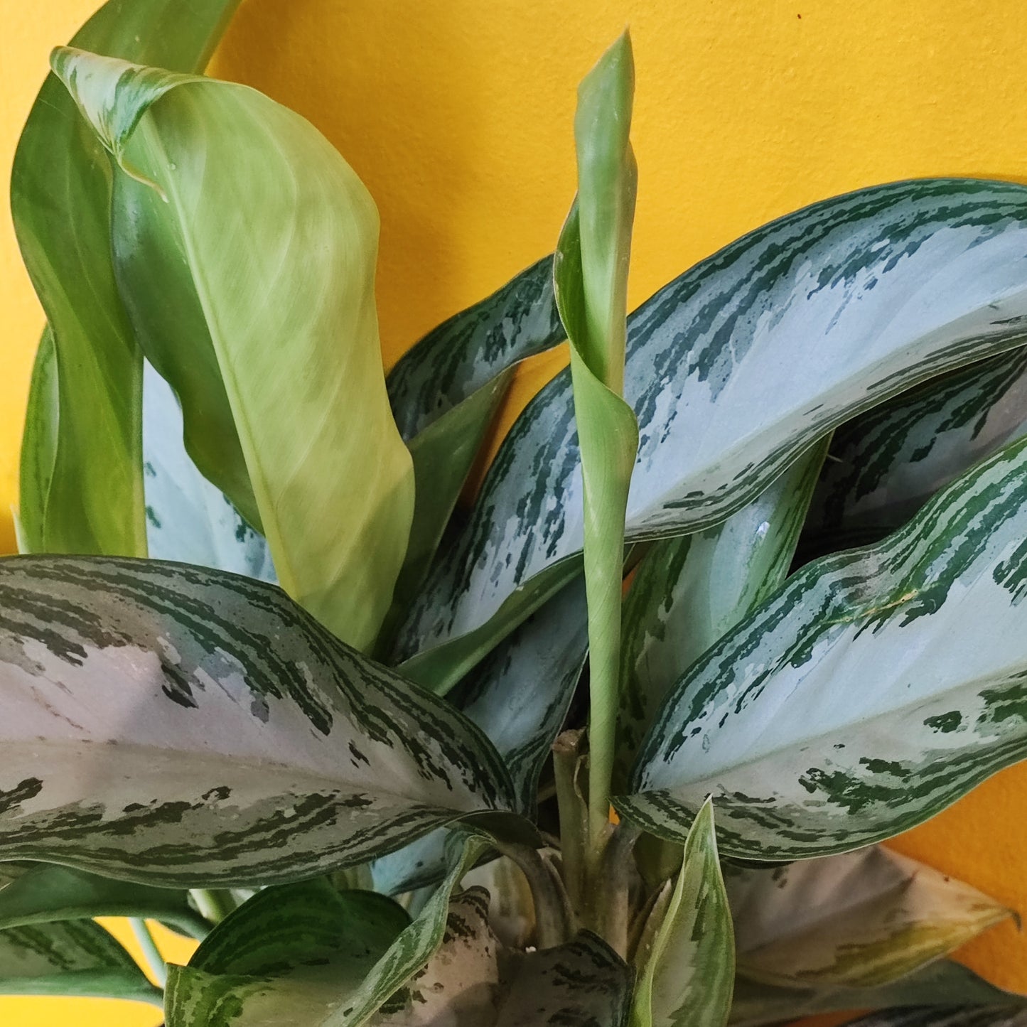 Chinese Evergreen Silver Bay - Large