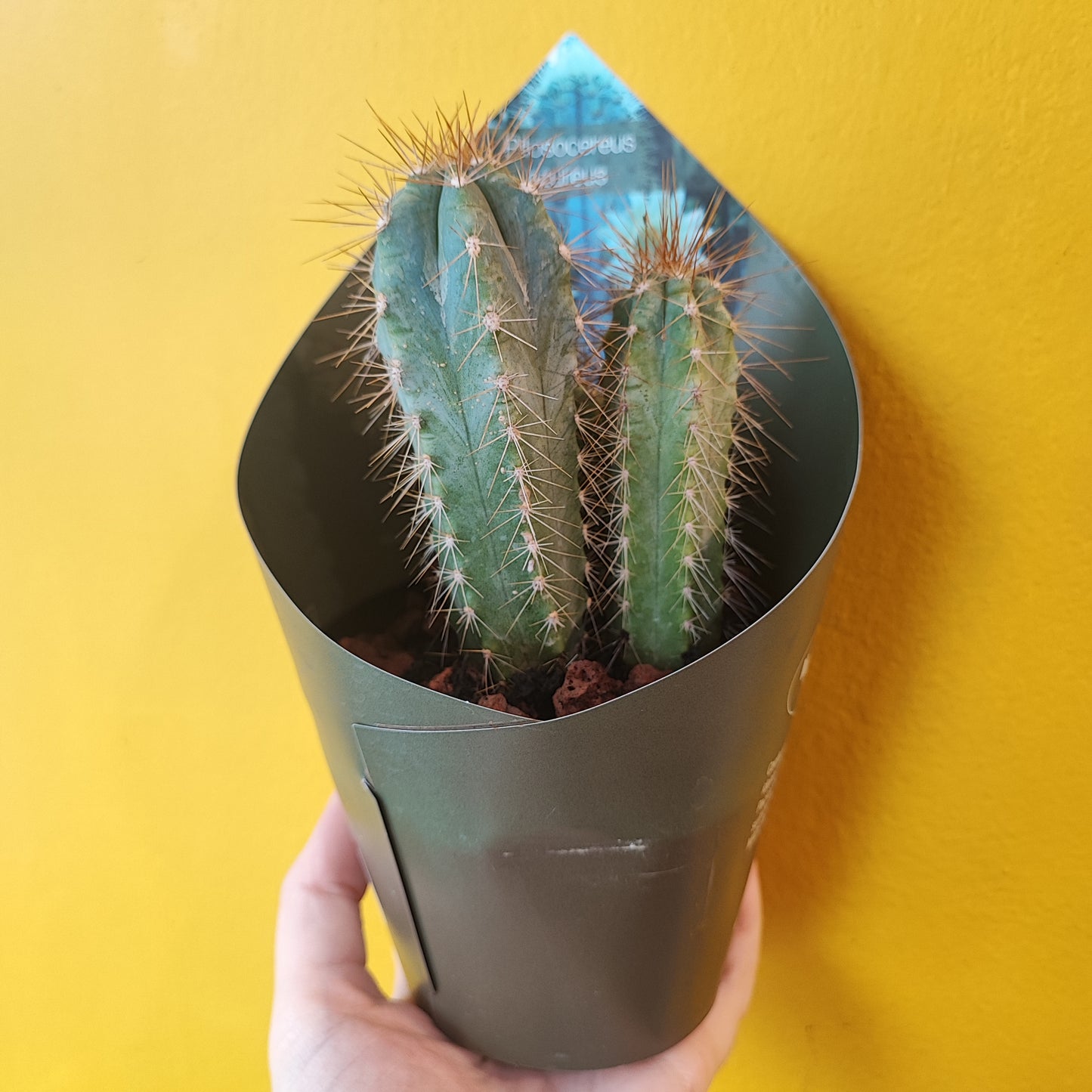 Cactus `Blue Torch` - Large