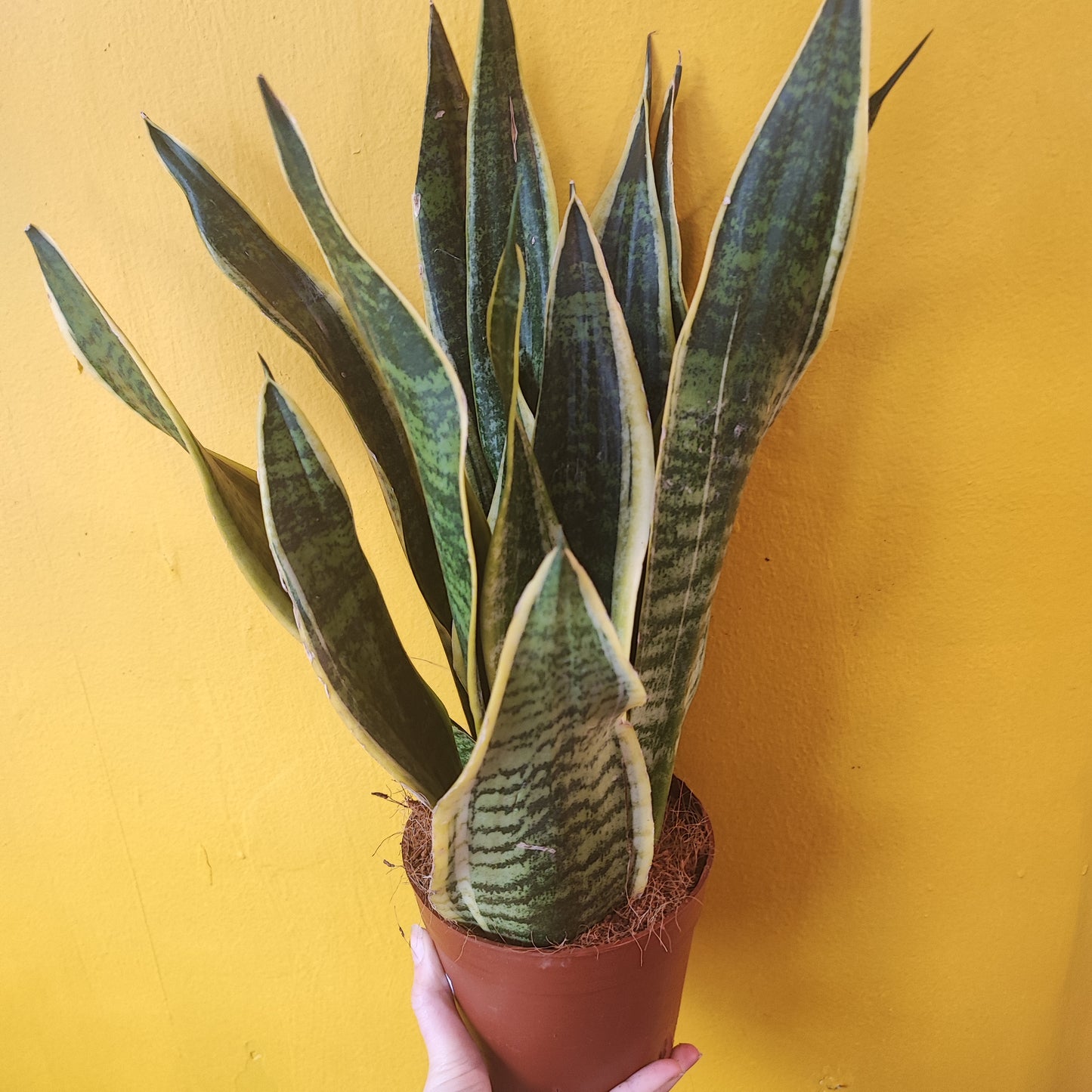 Snake Plants - Medium