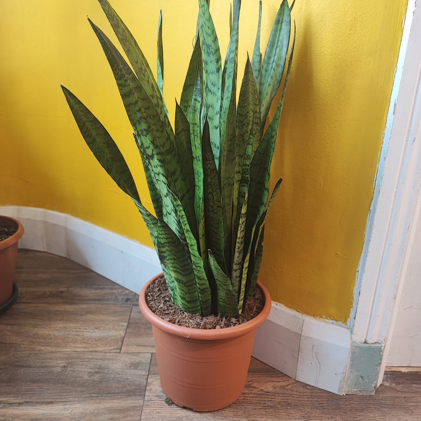 Snake Plants - Large