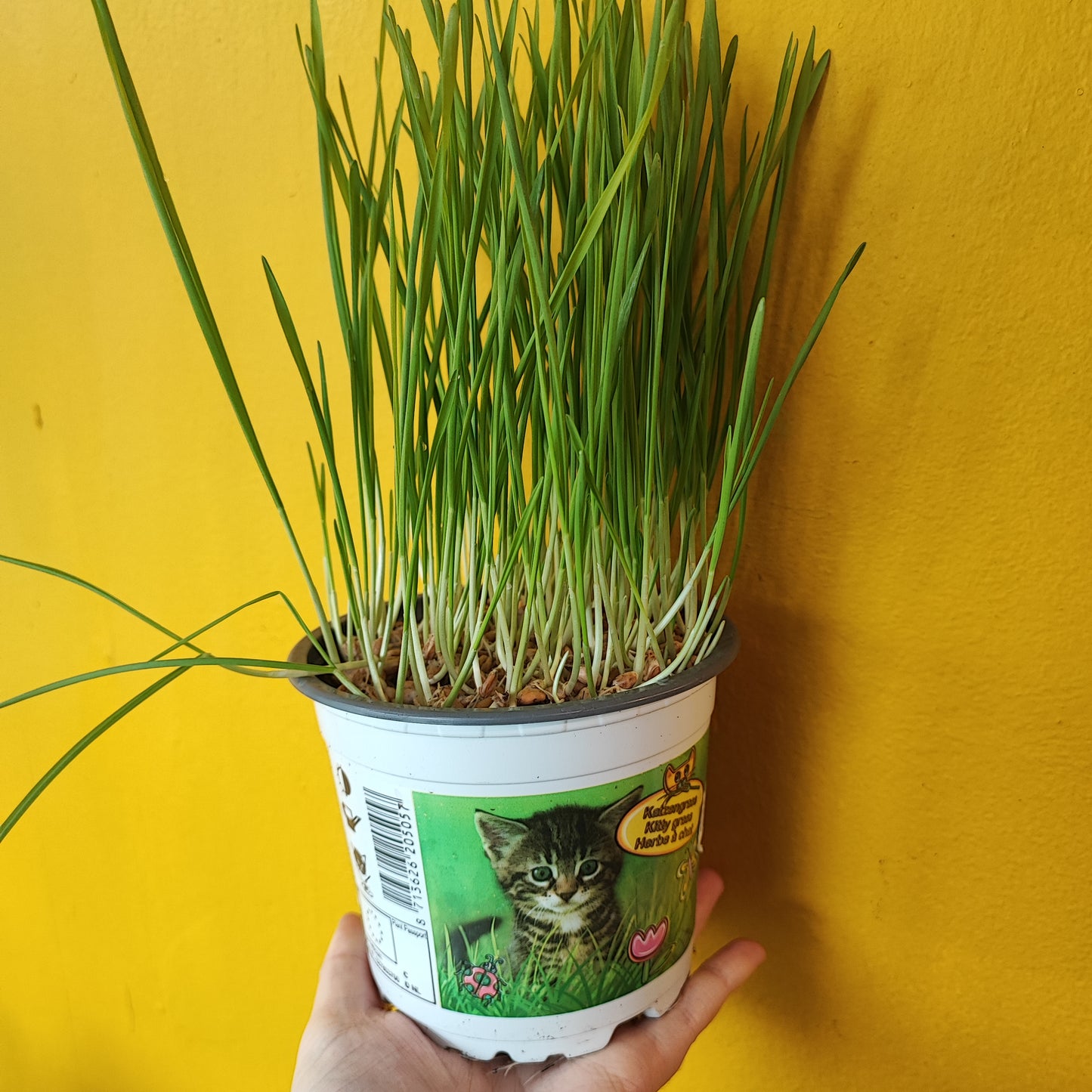 Cat Grass