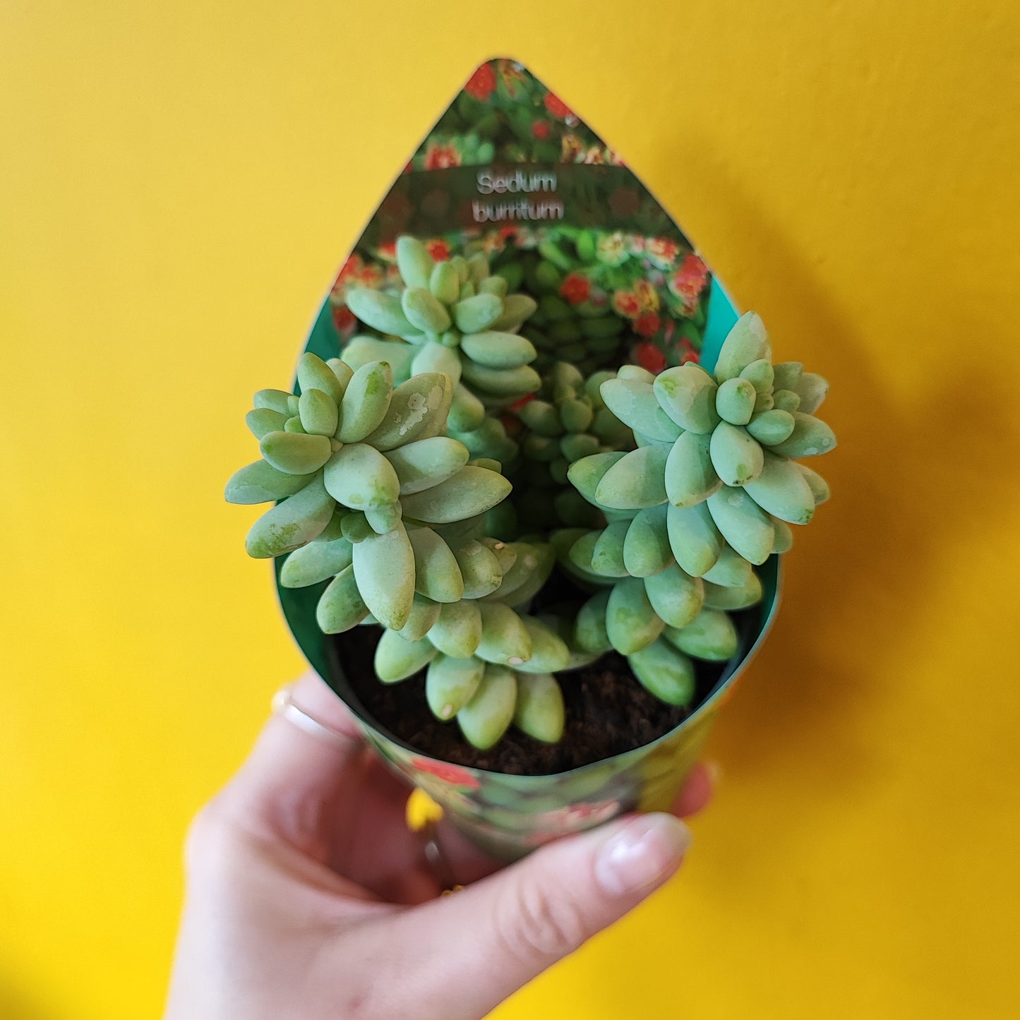 Burros Tail Succulent - Mini