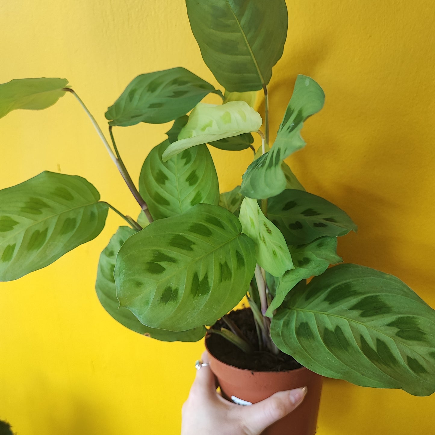 Prayer Plant Green - Medium