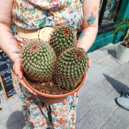 Cactus Spiny Pincushion - Large