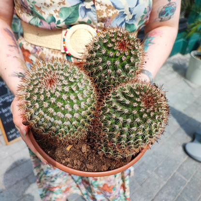 Cactus Spiny Pincushion - Large