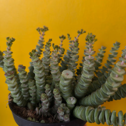 Crassula Jade Necklace