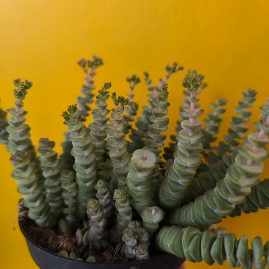 Crassula Jade Necklace