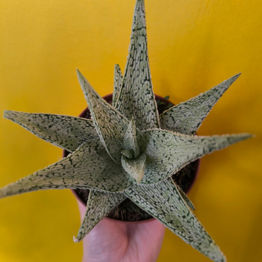 Aloe Desert Diamond' - Small