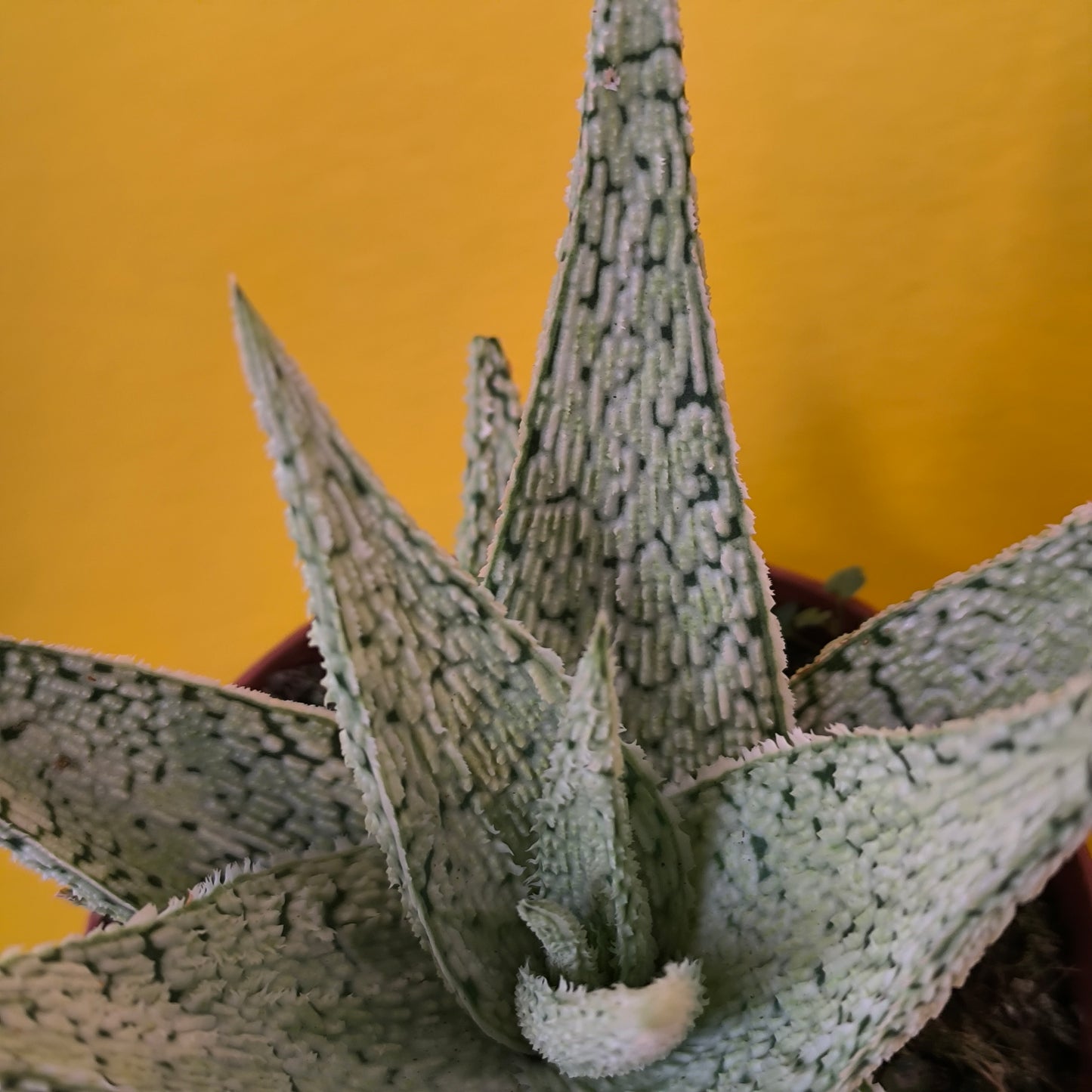 Aloe Desert Diamond' - Small