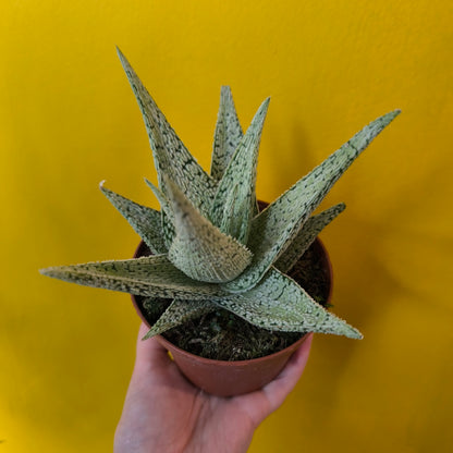 Aloe Desert Diamond' - Small