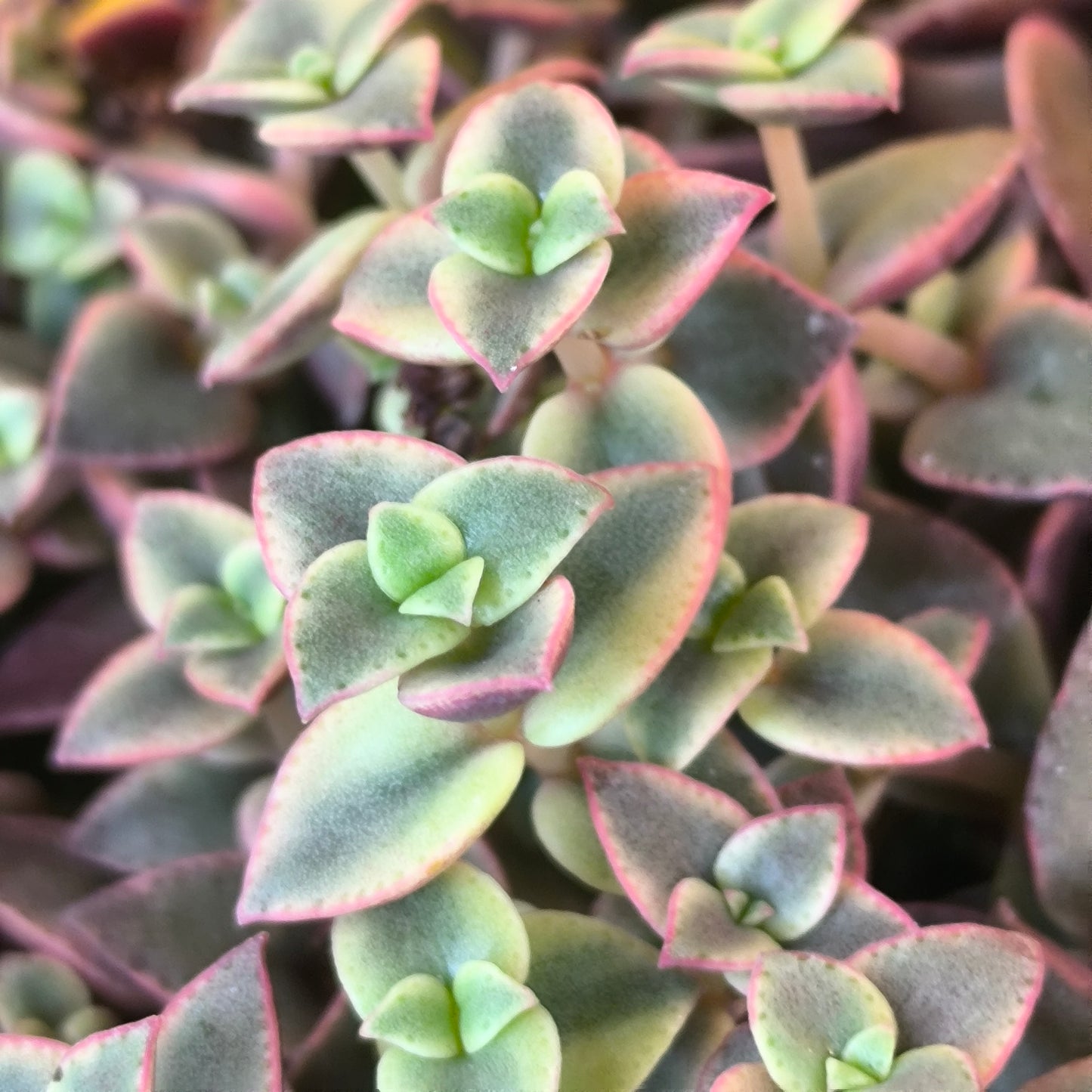 Crassula Calico Kitten