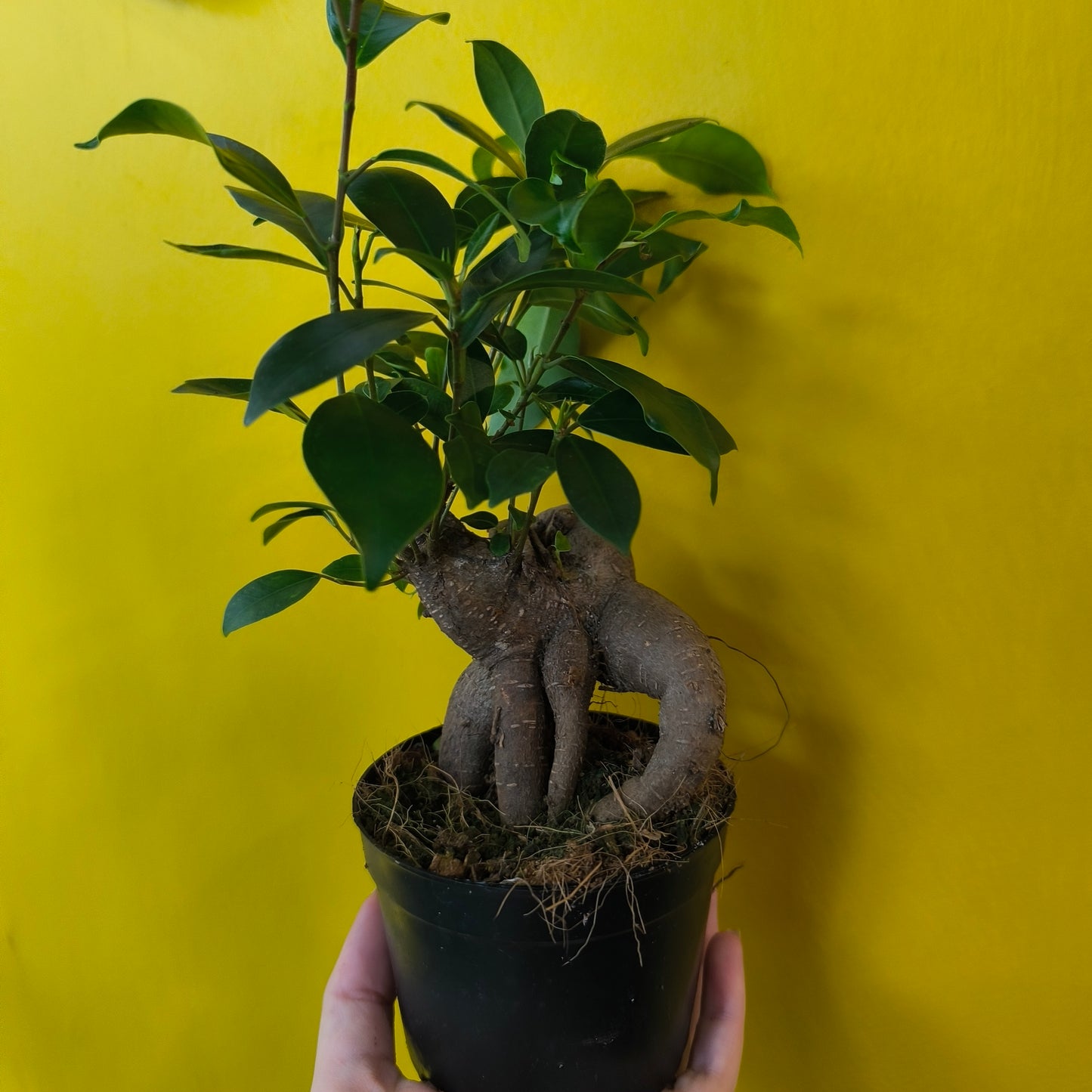 Ficus Ginseng - Small