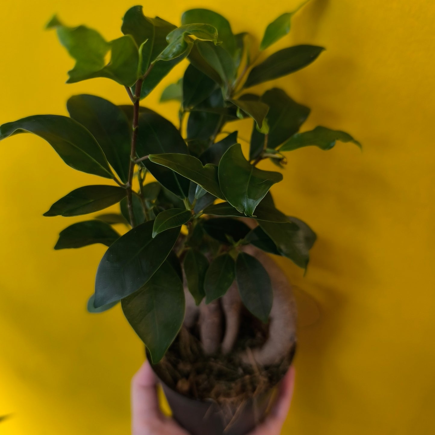 Ficus Ginseng - Small