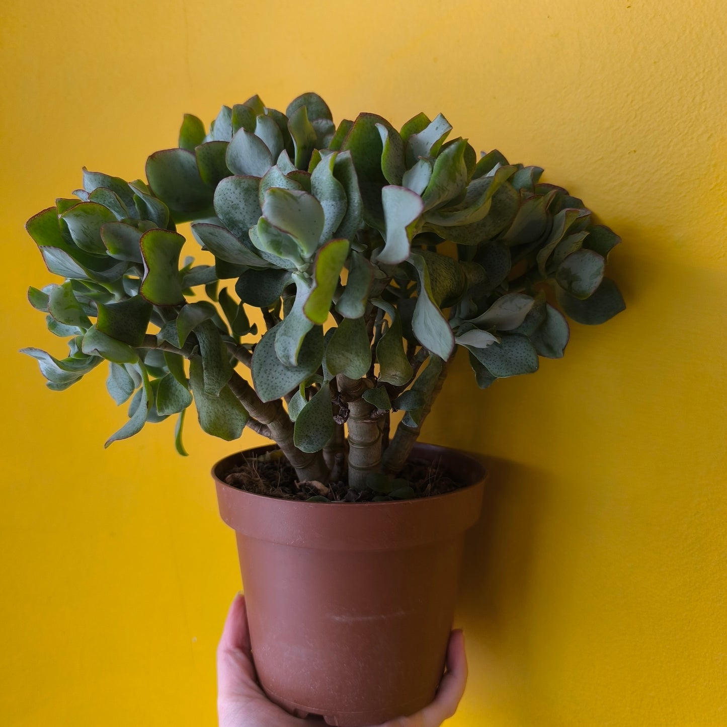 Money/Jade Plant "Undulata"- Large