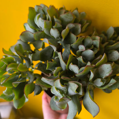 Money/Jade Plant "Undulata"- Large