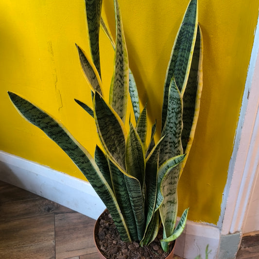 Snake Plants - Large