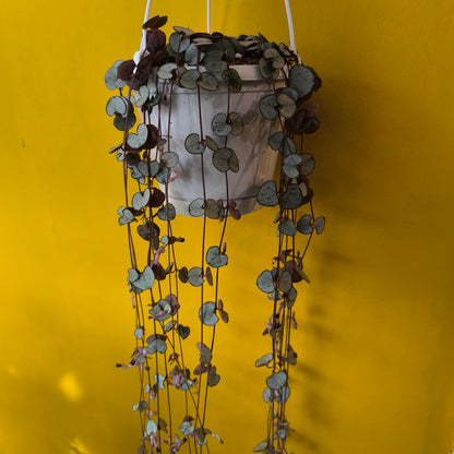 String of Hearts `Silver Glory`